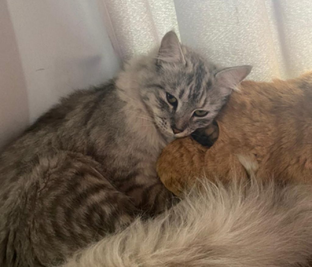 Gato que atende por ‘Kevin’ sumiu no Bairro XIV de Novembro