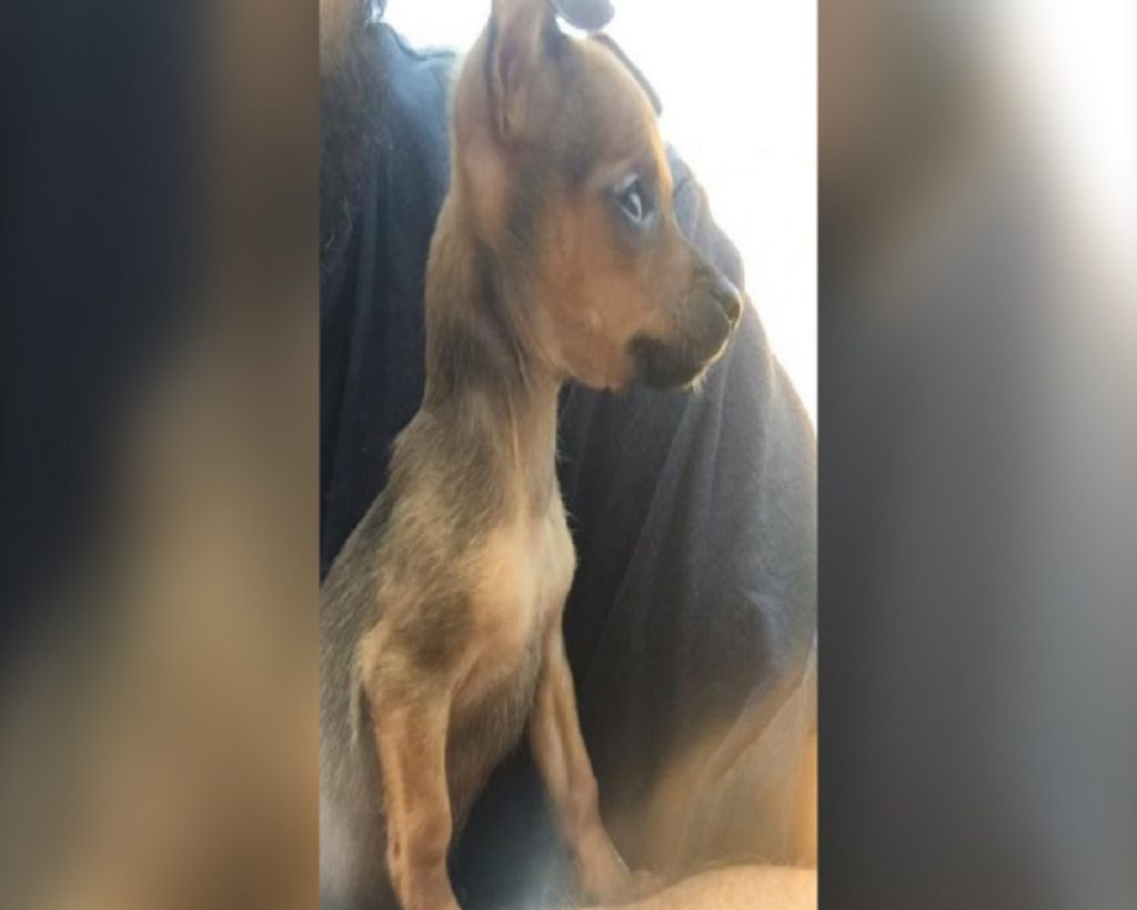 Internauta procura por cachorrinha Zoe