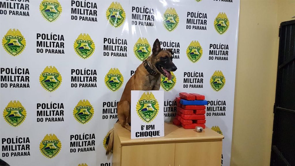 Trabalho realizado por cão de faro da PM resulta em apreensão de maconha na rodoviária de Cascavel