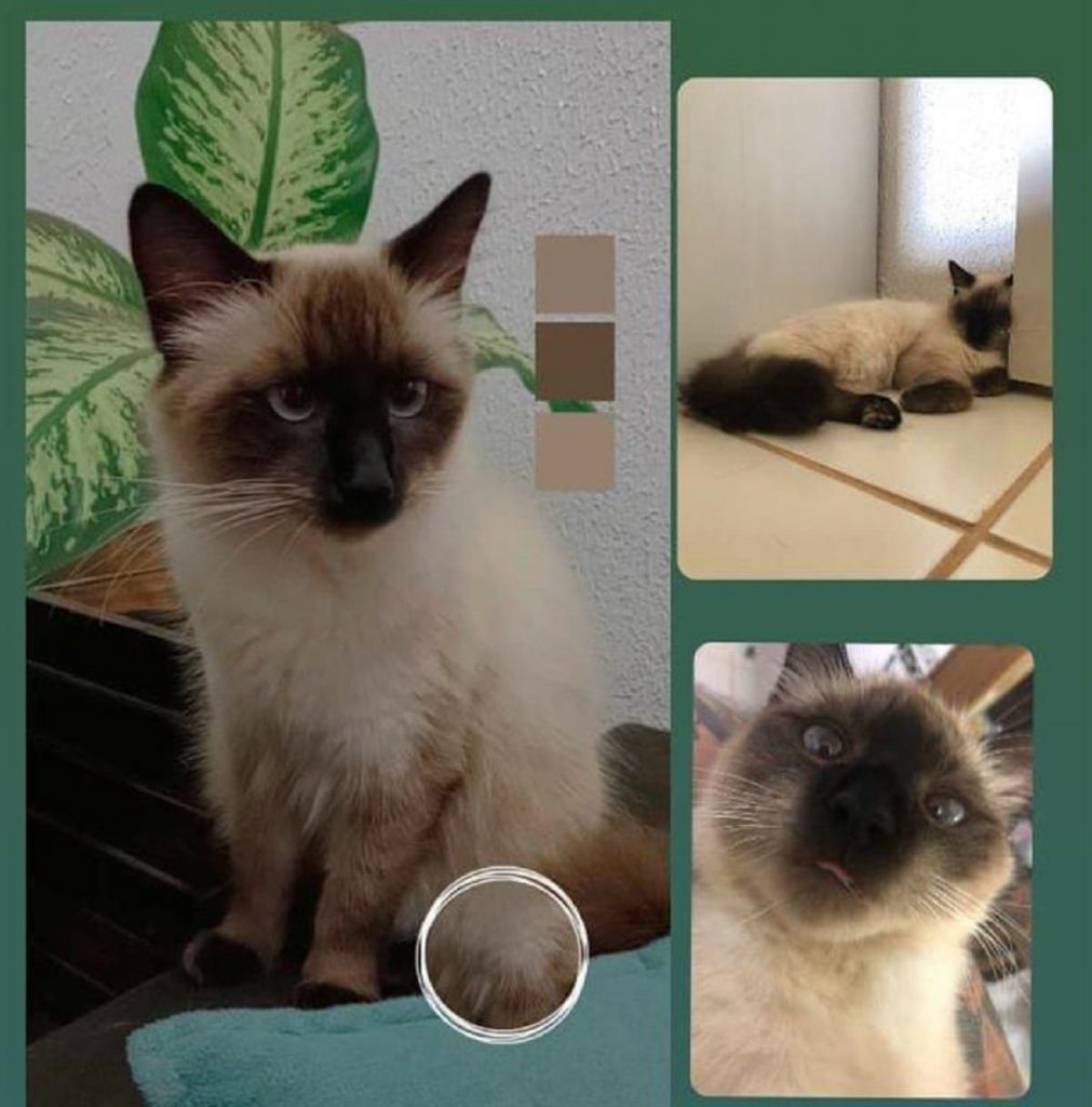 Internauta procura gata que sumiu há 12 dias no Santa Felicidade