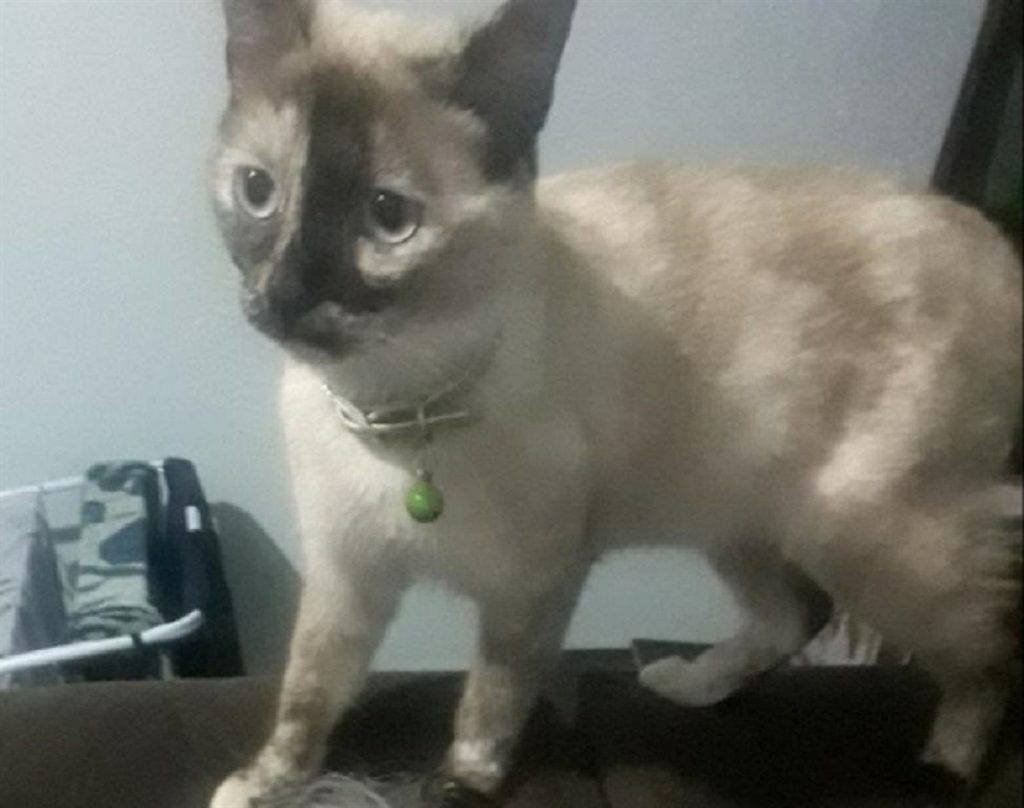 Internauta procura por gatinha que sumiu no Bairro São Cristóvão