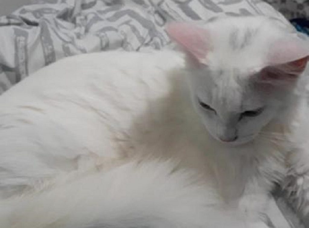 Gatinho “Fred” está desaparecido e dona pede ajuda para encontrá-lo