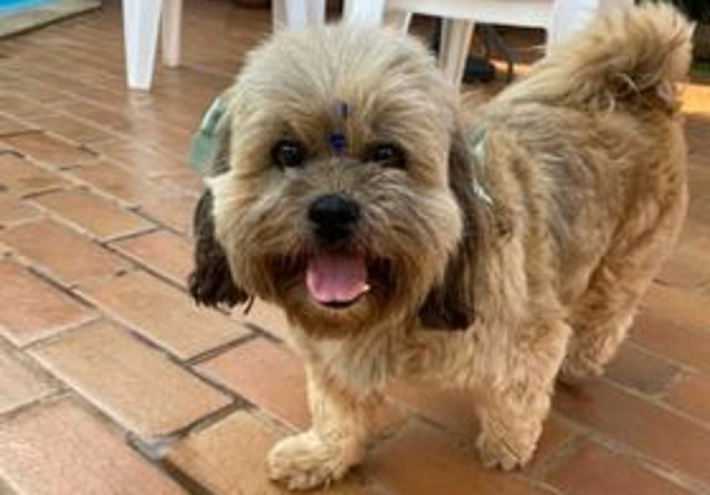Cachorrinho é encontrado no Coqueiral e internauta deseja devolvê-lo ao tutor
