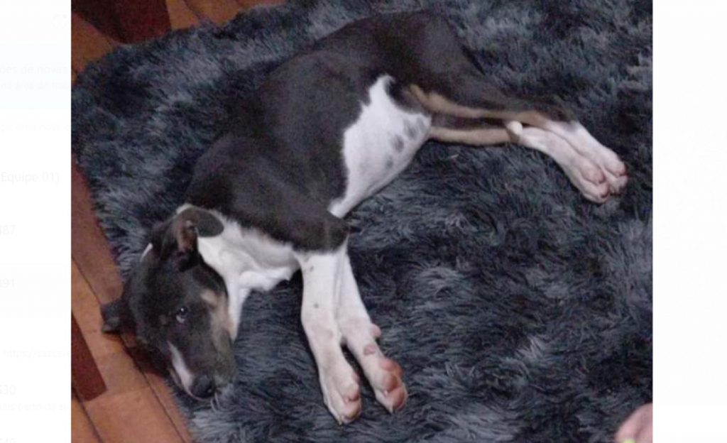 Cachorrinha sumiu na região do Bairro Cancelli