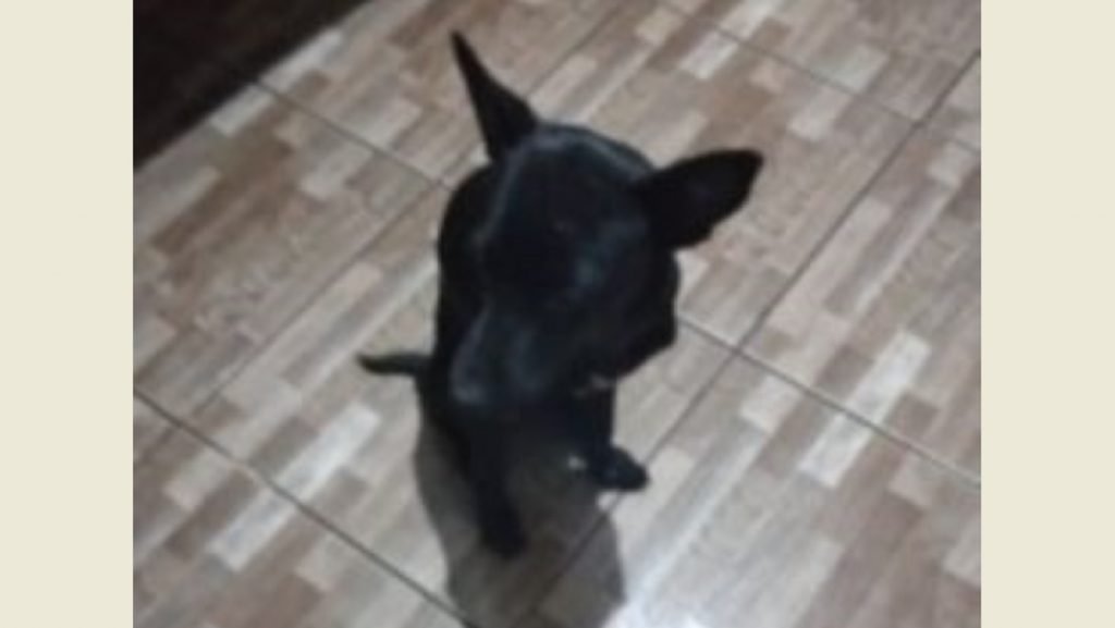 Internauta pede ajuda para encontrar cachorrinho que sumiu no Bairro Coqueiral