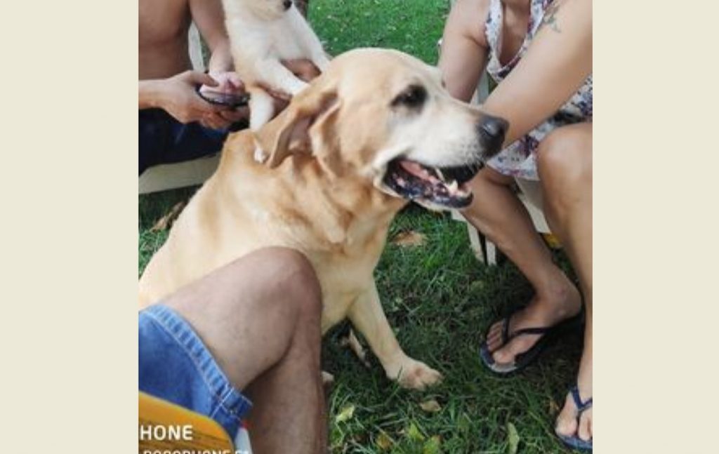 Cão ‘Thor’ sumiu na região do Jardim Novo Milênio, no Bairro Canadá