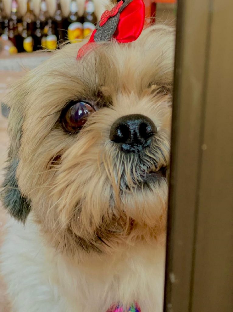 Cãozinho foi encontrado na região do Bairro Periolo