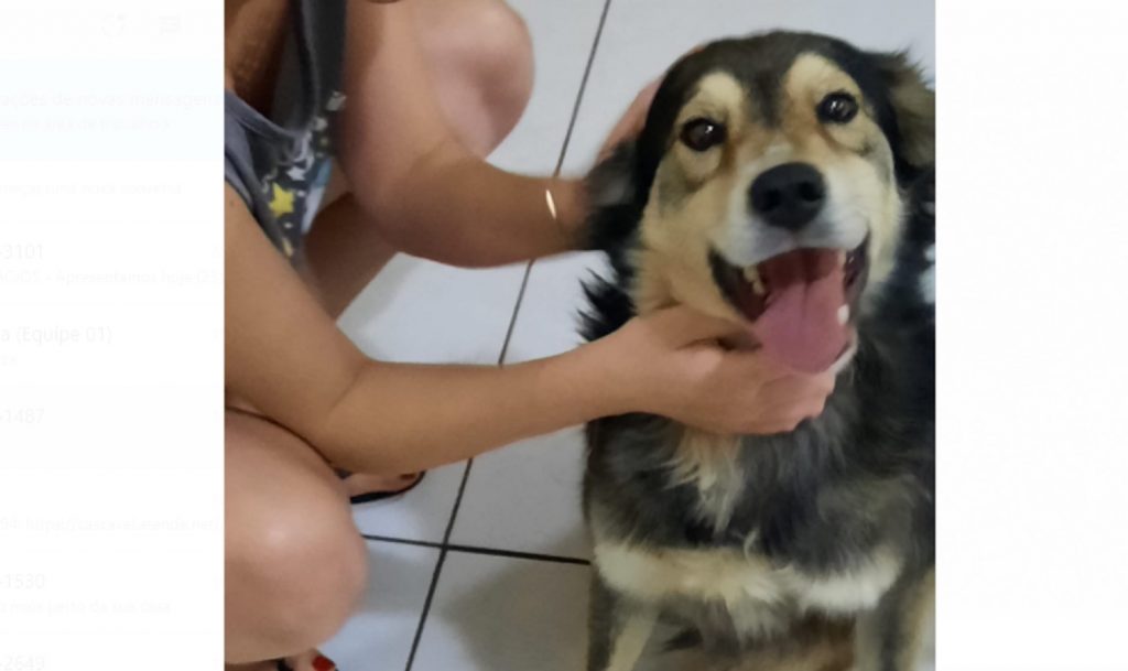 Internauta tenta localizar dono de cão encontrado na Rua Jorge Lacerda