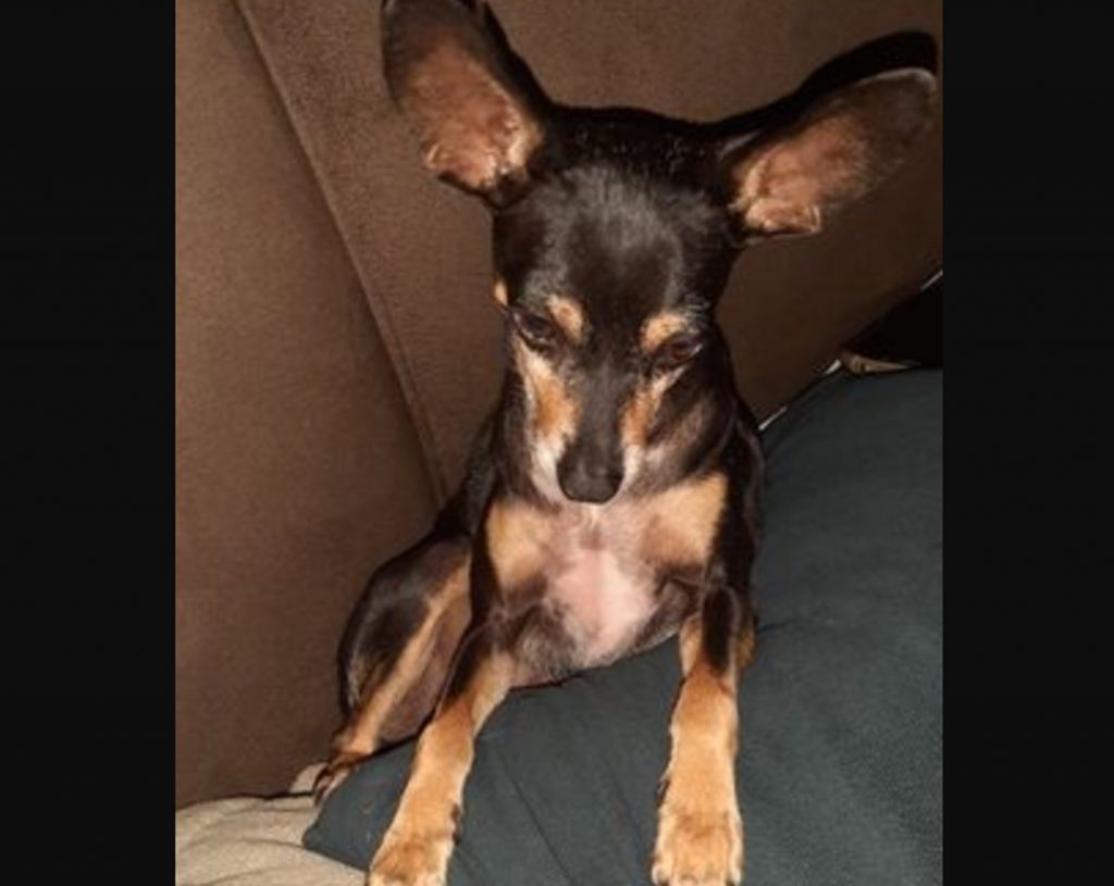 Cachorrinha ‘Meg’ sumiu na região do Bairro Universitário