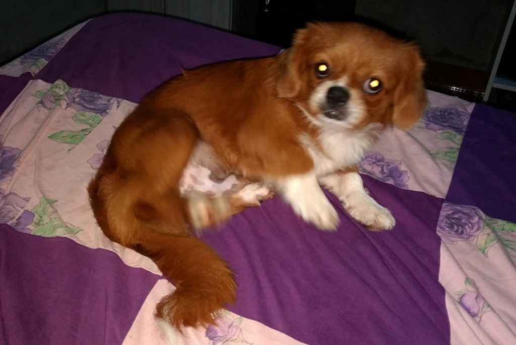 Cachorrinho está desaparecido há dois dias na região do Bairro Floresta
