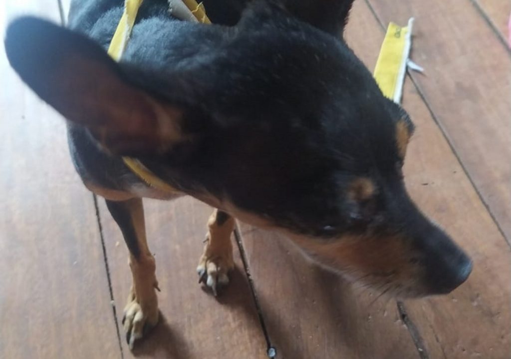 Cachorrinha ‘aparece’ em casa no Bairro Universitário; morador deseja devolvê-la ao dono