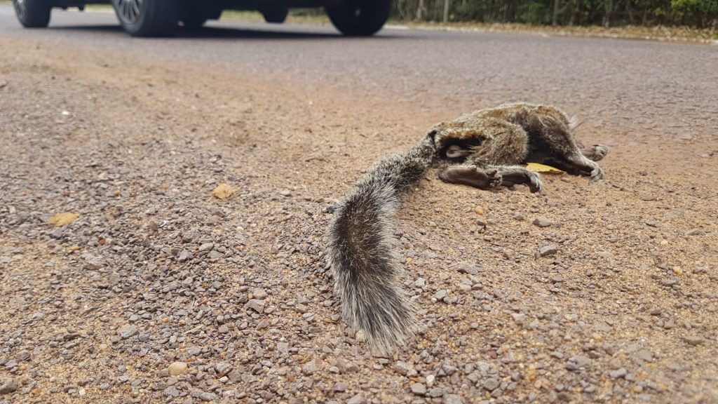 Sagui atropelado e morto é recolhido no lago Municipal