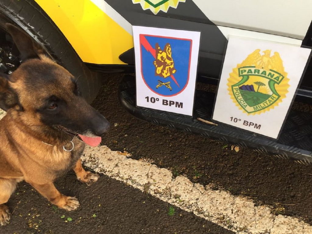 Cão farejador encontra ‘baseado’ e adolescente é apreendido em Apucarana
