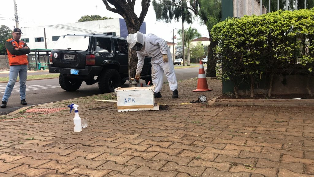 Defesa Civil faz remoção de abelhas em calçada no Bairro Coqueiral