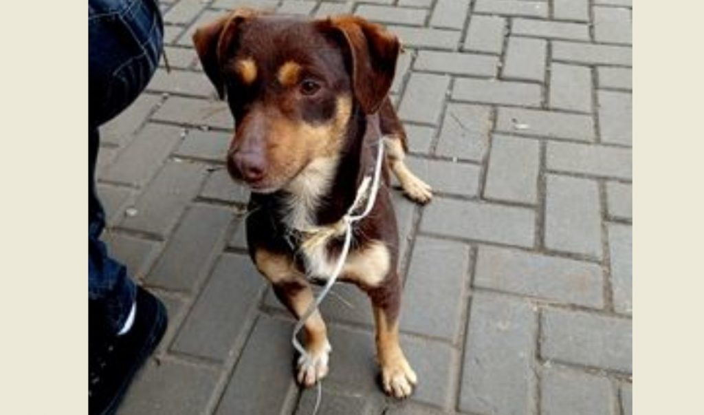 Internauta encontrou cachorrinho no Centro