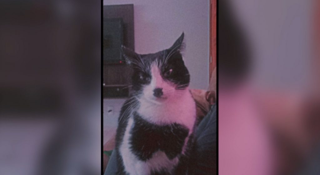 Gatinha desapareceu na região do Bairro Tarumã