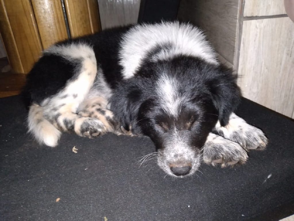 Cachorrinho foi encontrado no Bairro Esmeralda, perto do Estádio Olímpico