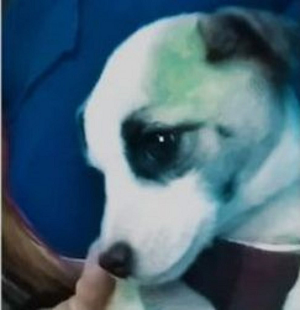 Cachorrinho ‘Ozzy’ está desaparecido na região do Bairro Presidente