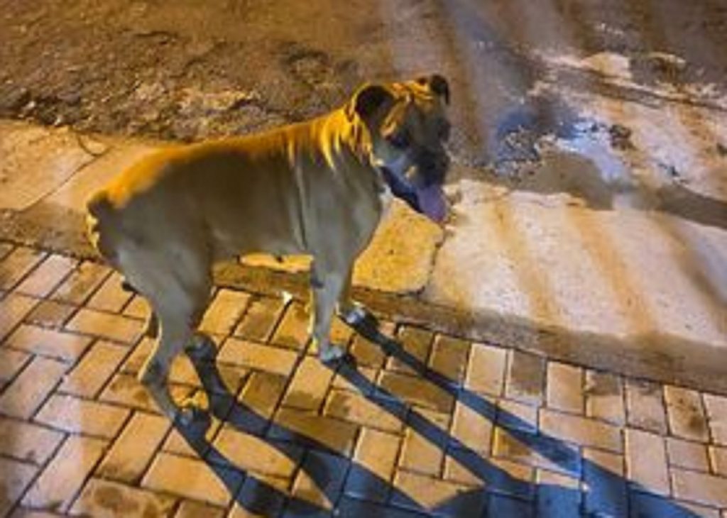 Cachorro é localizado na Rua Afonso Pena, perto do Parque Vitória; internauta quer devolvê-lo ao dono