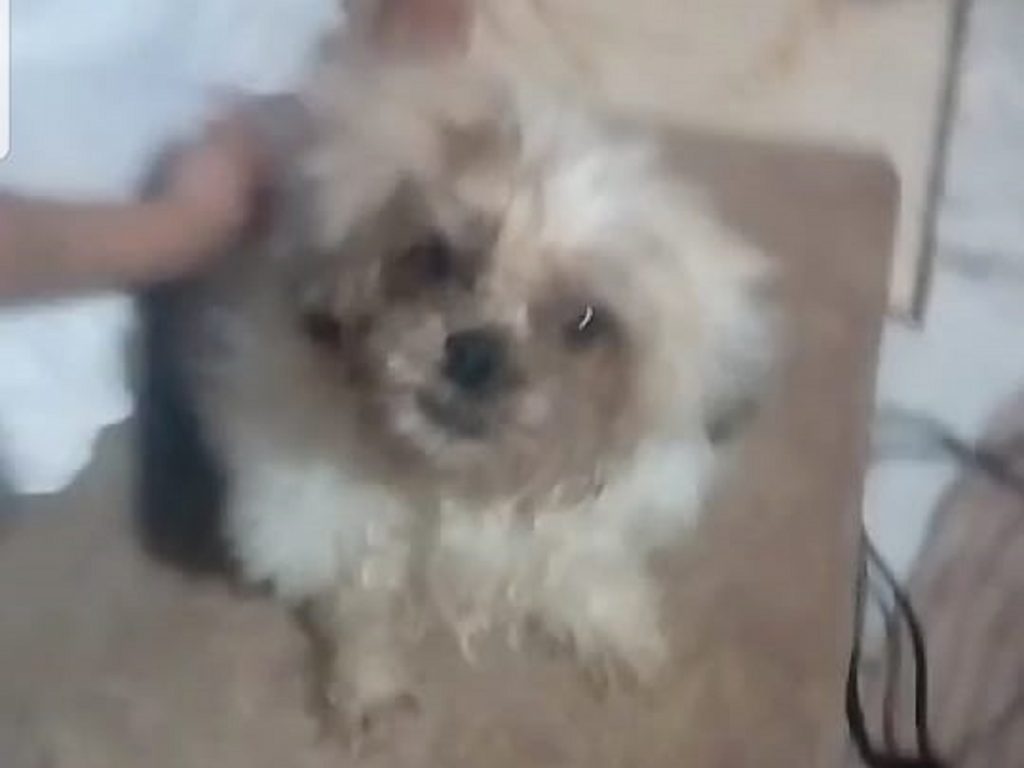 Cachorrinho ‘Tody’, que pertence a criança, está desaparecido e família oferece recompensa a quem encontrá-lo