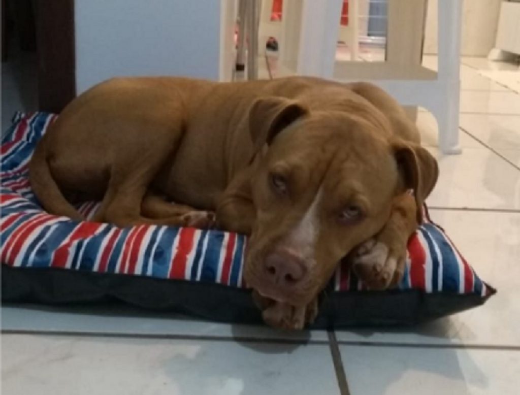 Cadelinha da raça Pitbull foi encontrada na região do Bairro Universitário