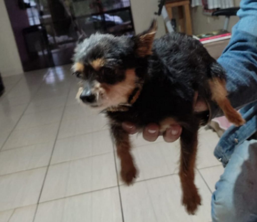 Cachorrinho foi encontrado perto da PRc-467, na região do Bairro Periolo