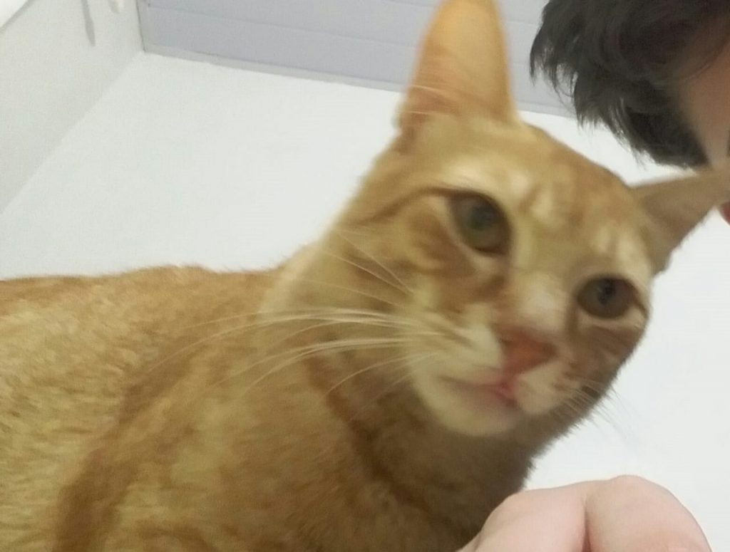 Gato ‘Mimo’ está desaparecido na região do Bairro Nova Cidade