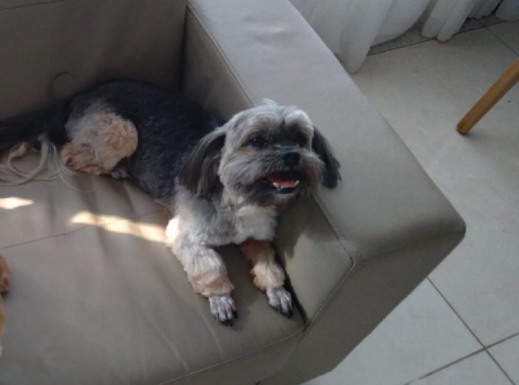 Internauta pede ajuda para localizar cachorrinho que sumiu na Região do Lago