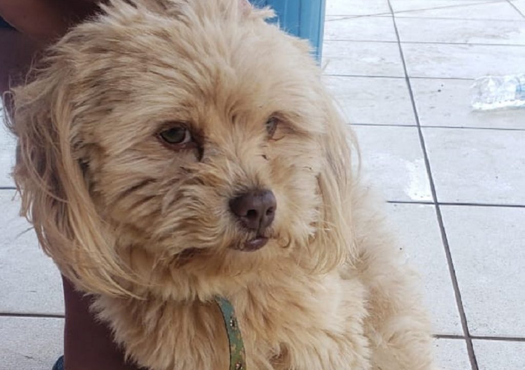 Cachorrinho de estimação foi encontrado no Cascavel Velho e internauta pede ajuda para localizar o dono do mesmo