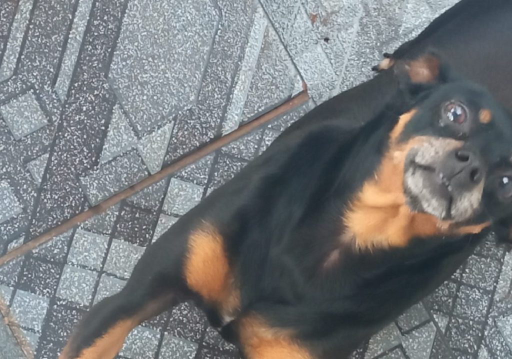 Cachorrinha “Lilica” está desaparecida e dono pede ajuda para encontrá-la
