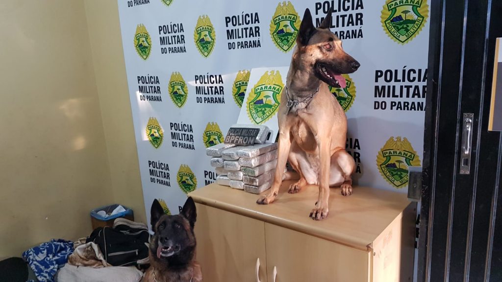 BPFron realiza apreensão de drogas e detém rapaz após abordagem a ônibus na BR-277
