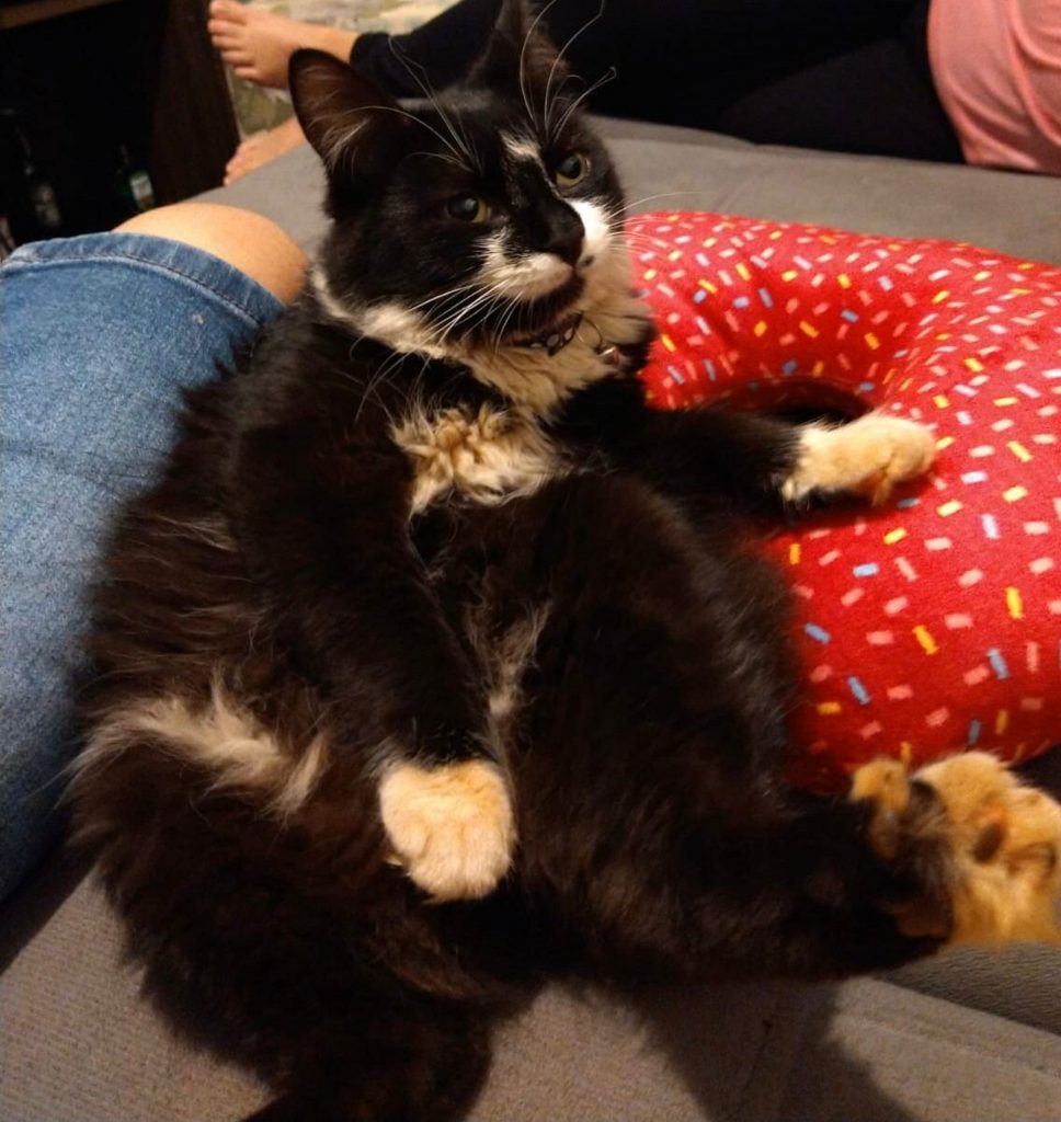 Gatinho Abdiel sumiu no Santa Felicidade