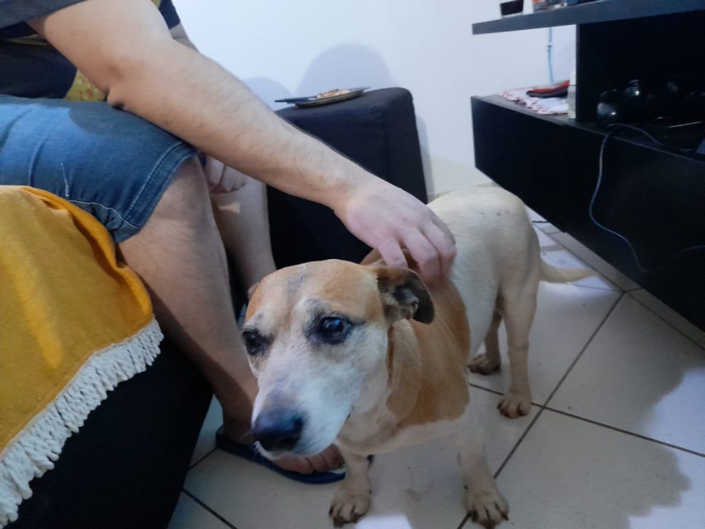 Cachorrinha foi encontrada no Alto Alegre