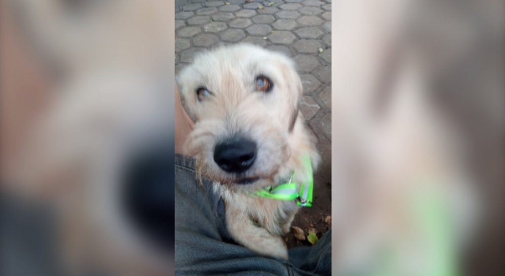 Cãozinho que atende por ‘Thor’ sumiu no Bairro Parque São Paulo