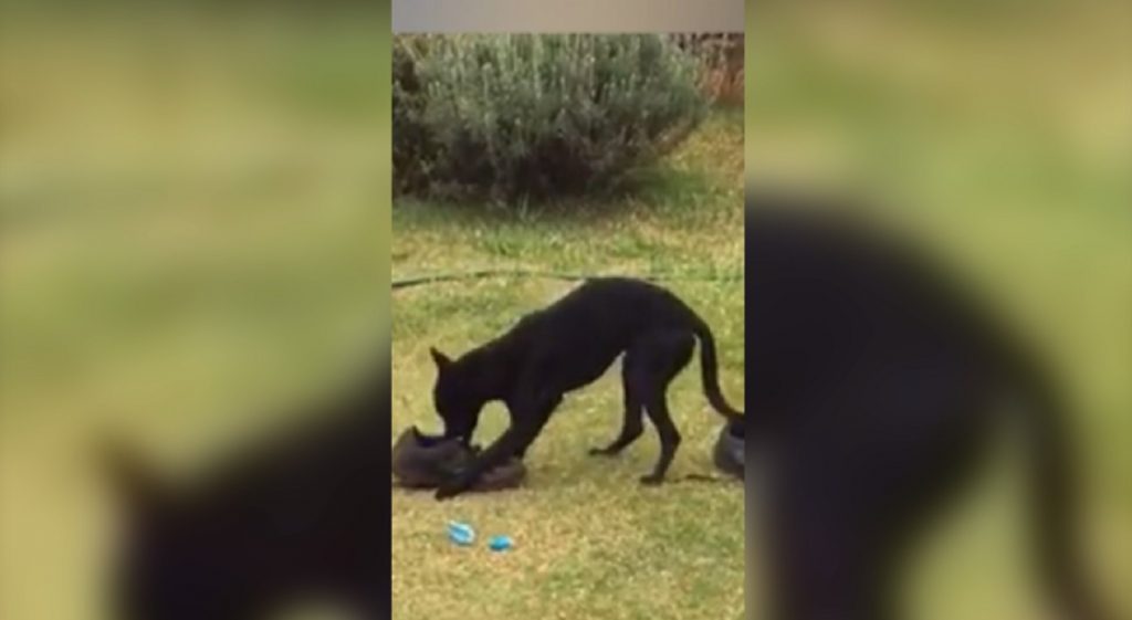 Cão que atende por ‘Bolt’ sumiu no Bairro Coqueiral