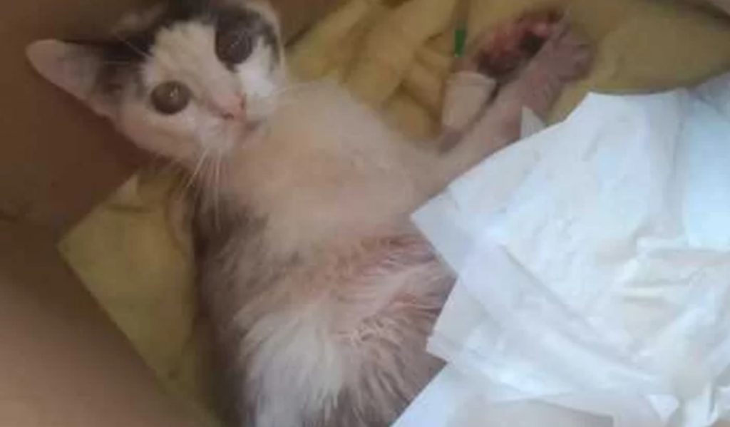 Internauta pede ajuda para custear cirurgia de gata que deu à luz 8 filhotes e teve prolapso uterino