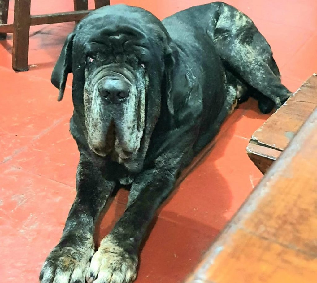 Cão de estimação está desaparecido na região do Bairro Country