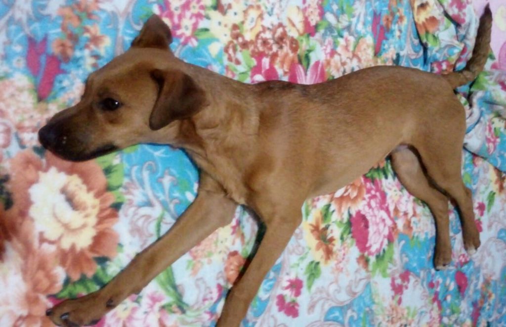 Cachorrinho ‘Billy’ está desaparecido na região do Jardim Padovani