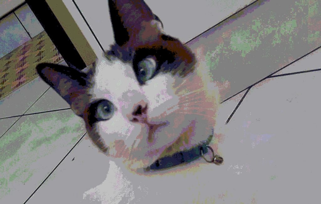 Gatinho ‘Nino’ está desaparecido na região do Bairro Nova Cidade