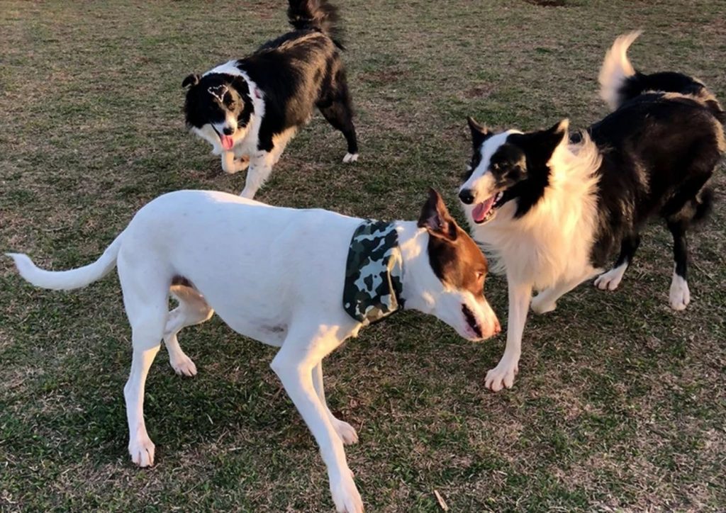 Espaço público para cães, primeiro ParCão, no EcoPark Oeste, é um sucesso em Cascavel