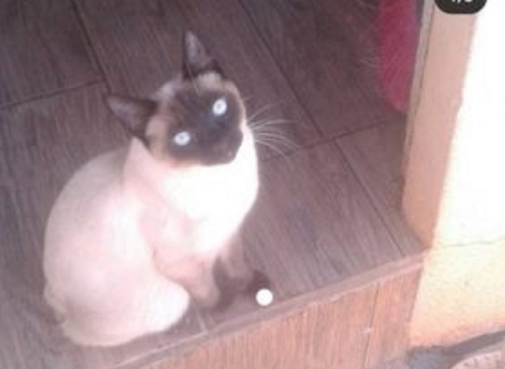 Gatinha que atende por ‘Shakira’ sumiu no Bairro Tarumã