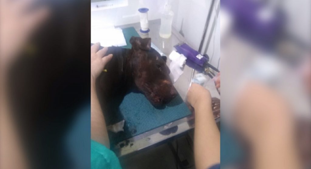 Patrulha Ambiental da GM resgata cão que havia sido atropelado no Morumbi