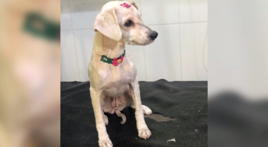 Cachorrinha de estimação está desaparecida na região do Bairro Alto Alegre