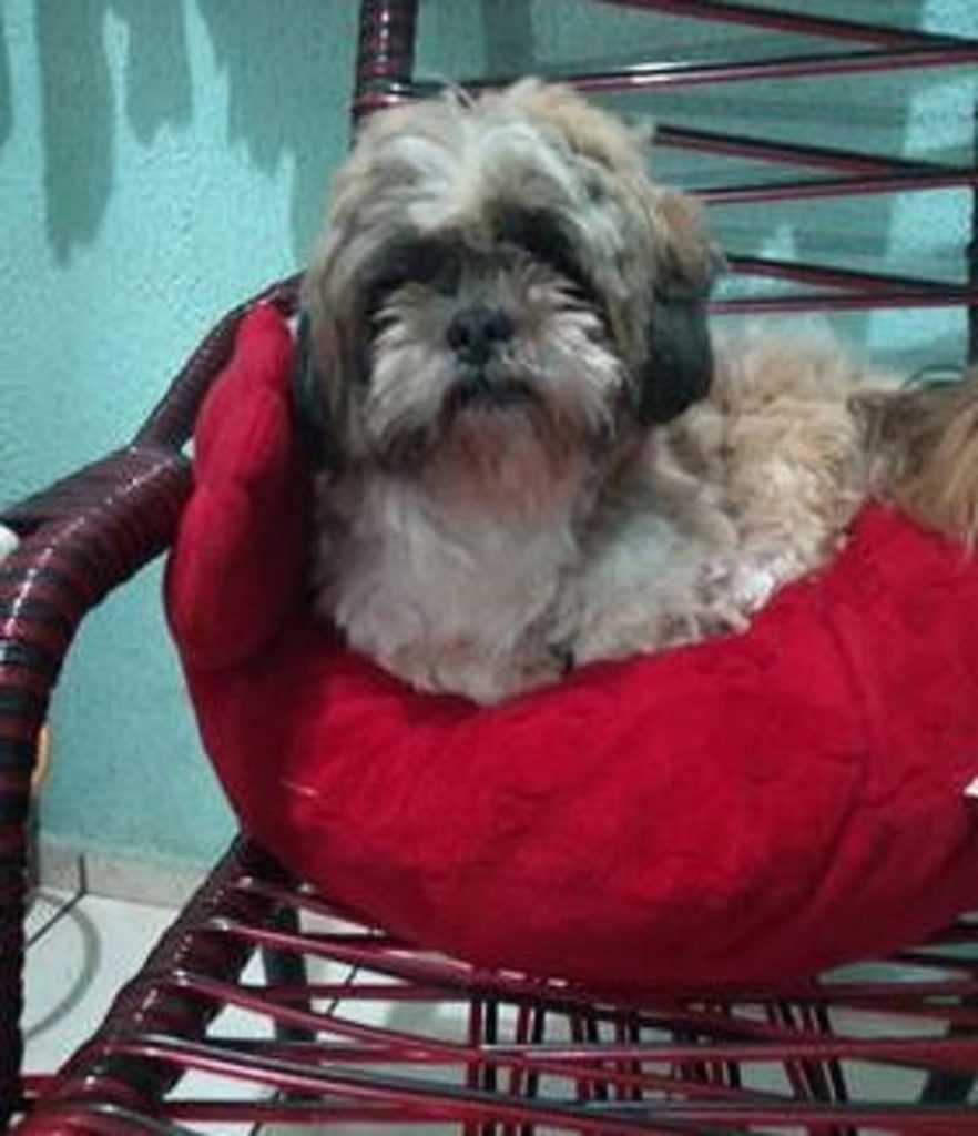 Cachorro Bob sumiu no Riviera Cachorro Bob sumiu no Riviera