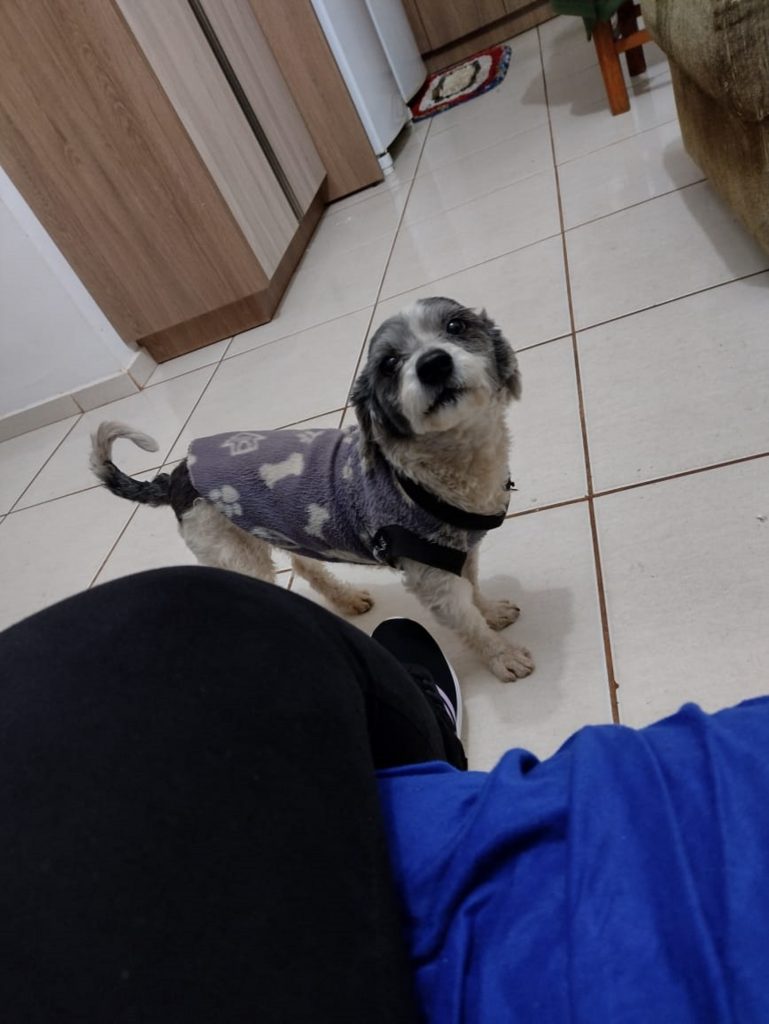 Cachorrinho desapareceu no Santo Onofre Cachorrinho desapareceu no Santo Onofre