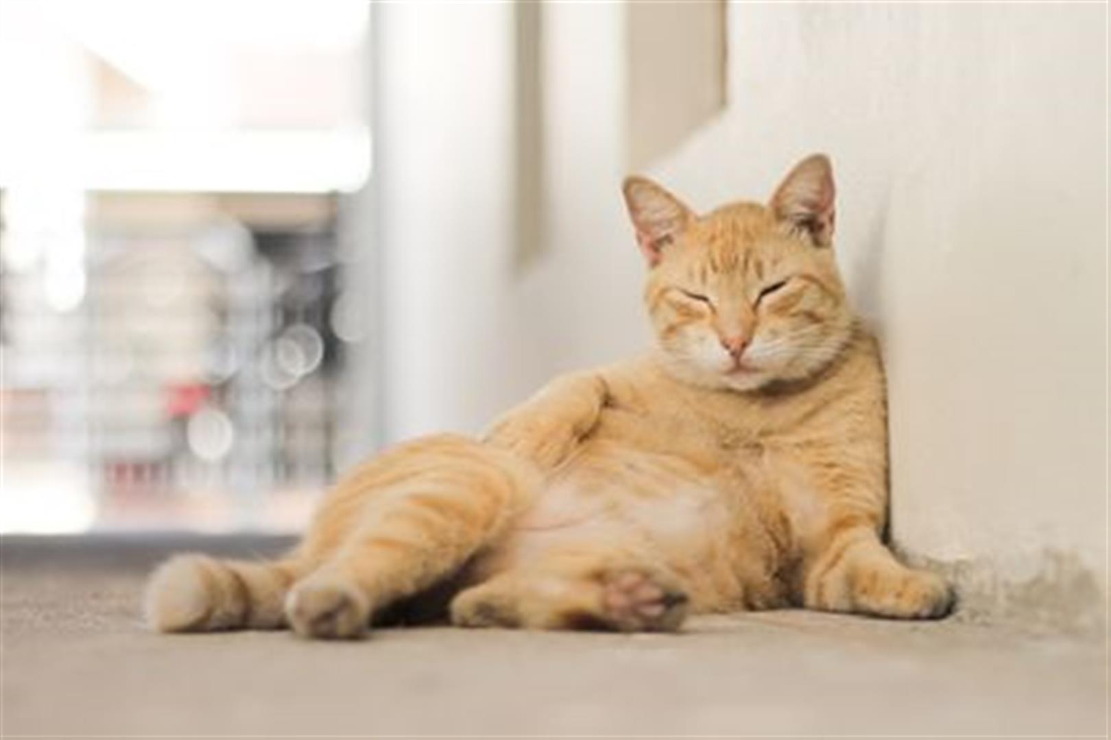 Gato desapareceu de residência no Bairro Parque São Paulo Imagem referente a Gato desapareceu de residência no Bairro Parque São Paulo