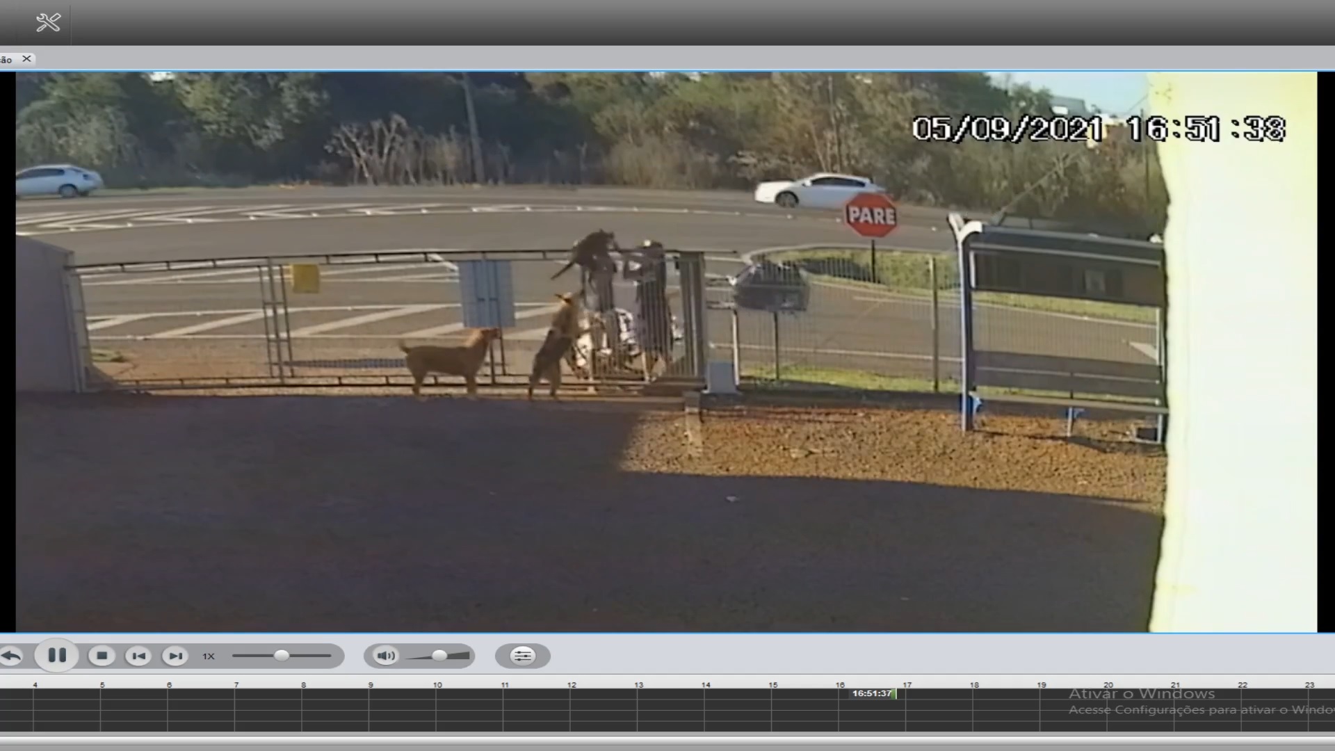 Você morre e não vê tudo! Filhote de pastor alemão é ‘laçado’ dentro de empresa e puxado por cima de portão durante furto Imagem referente a Você morre e não vê tudo! Filhote de pastor alemão é ‘laçado’ dentro de empresa e puxado por cima de portão durante furto