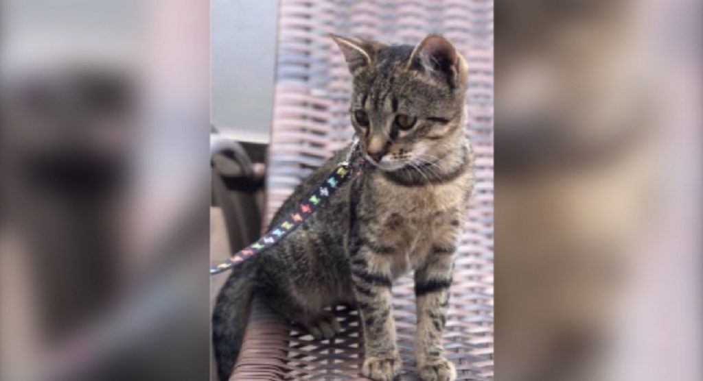 Gatinha ‘Babi’ sumiu na região do Bairro São Cristóvão