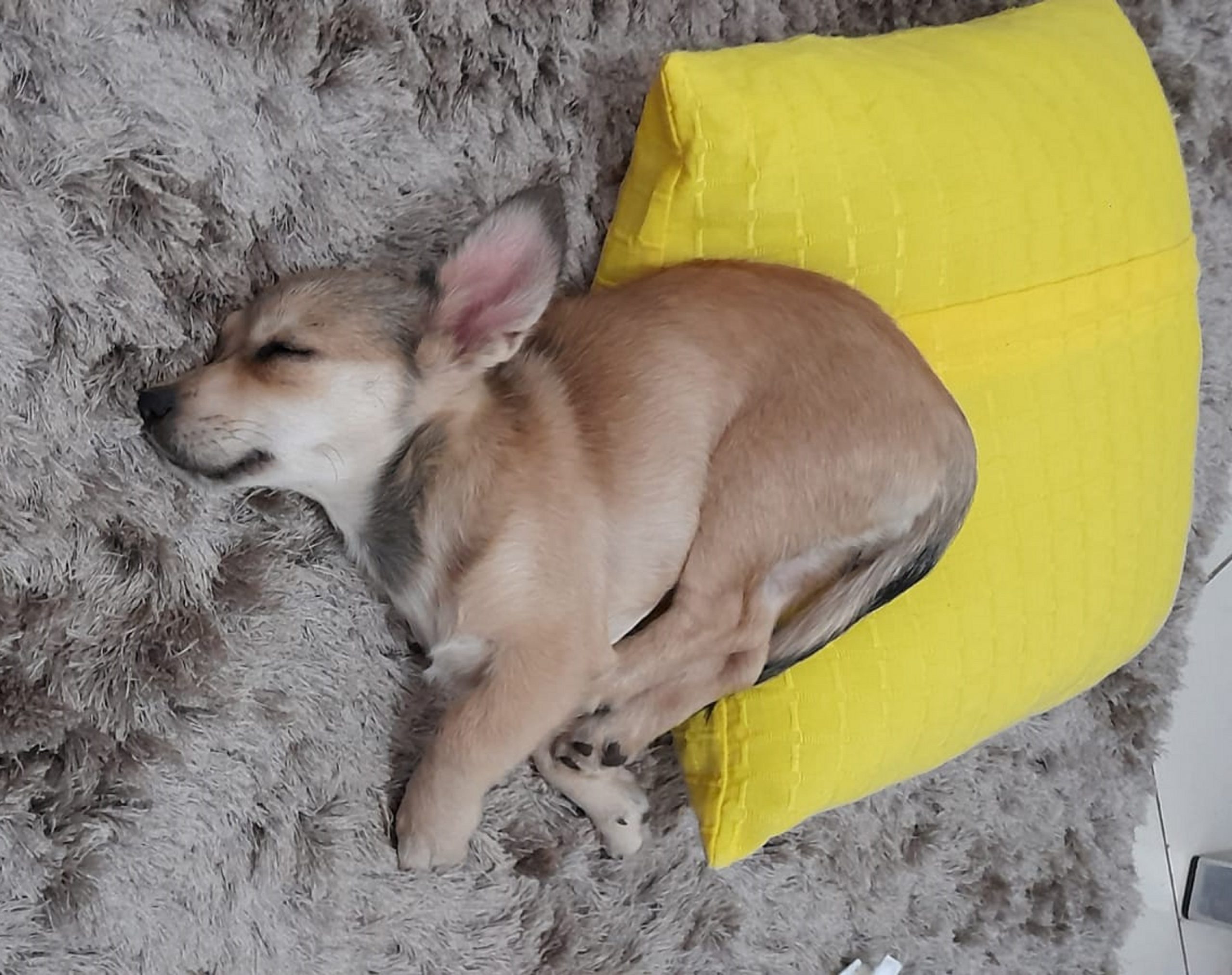 Cachorrinha ‘Amora’ desapareceu de residência na Região do Lago Imagem referente a Cachorrinha ‘Amora’ desapareceu de residência na Região do Lago
