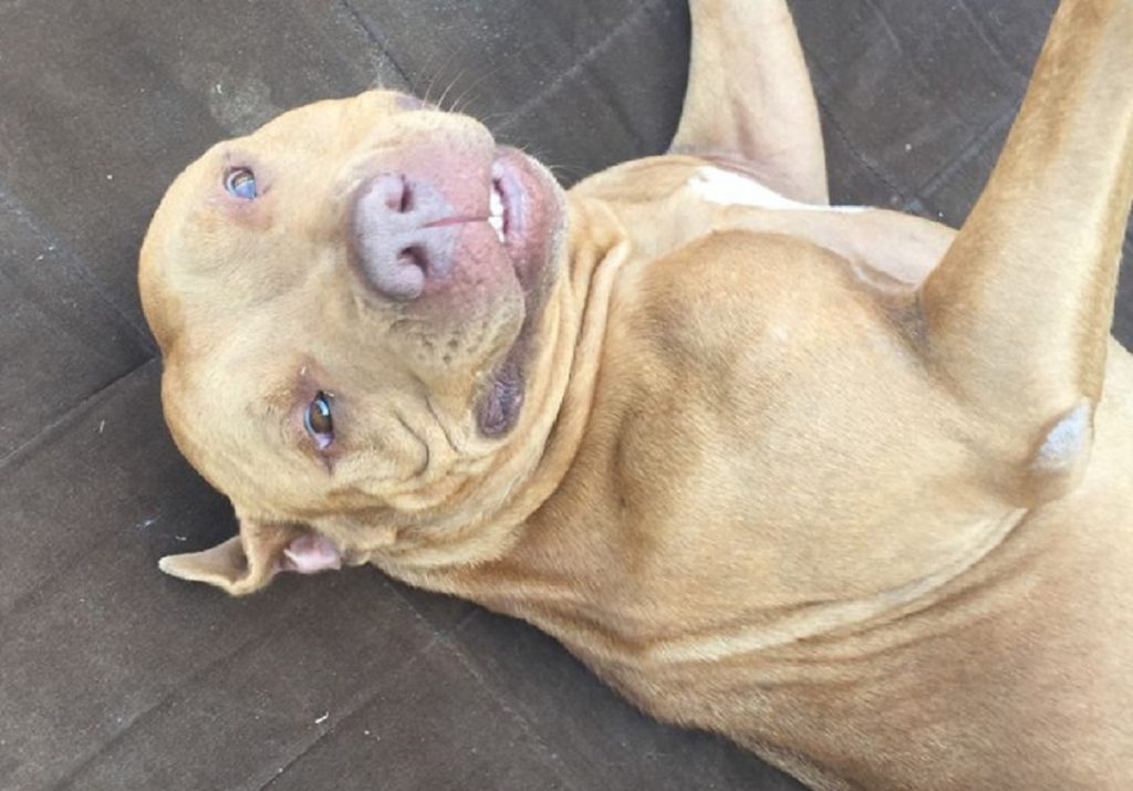 Cachorra está desaparecida no Bairro Alto Alegre; dona pede ajuda para localizá-la
